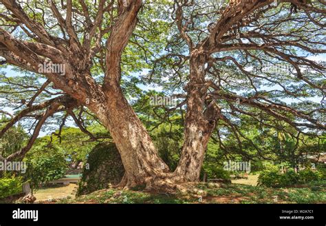 acacia tree philippines|Acacia .